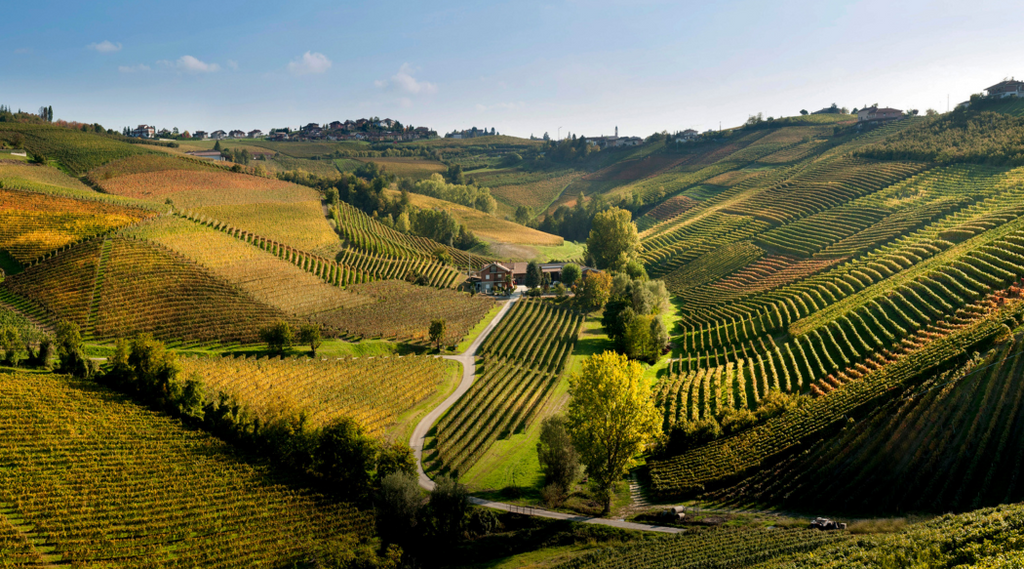 Ca' del Baio: Passion and Precision in Barbaresco