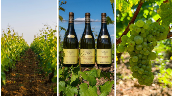 Domaine Francois Carillon - Profile