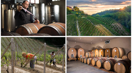 La Collina di Dionisio: Crafting Barolo from Heroic Vineyards