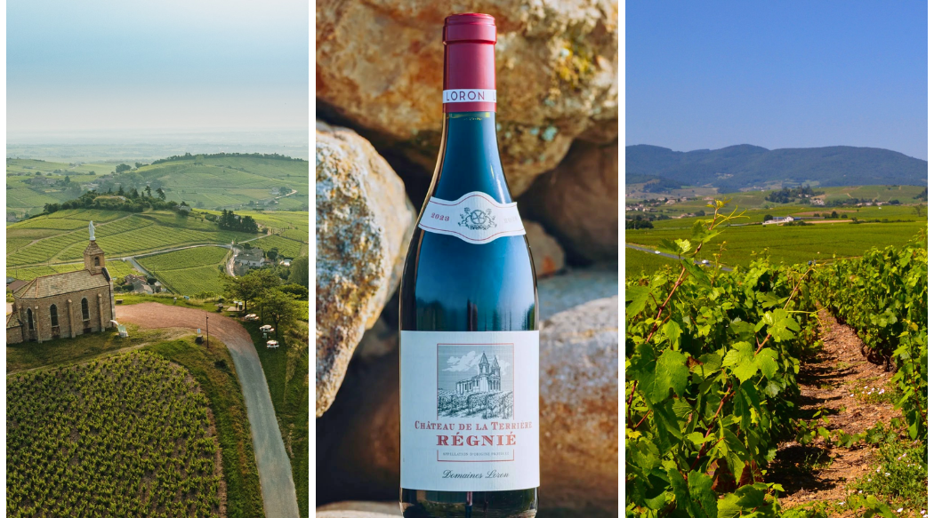 The Gamay Masters: How Maison Jean Loron Shaped Beaujolais