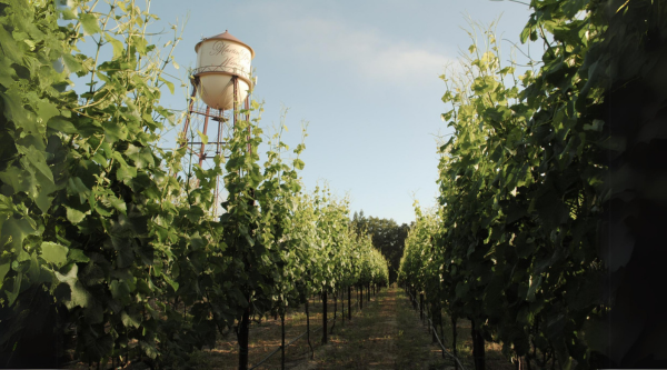 Second Life of a California Winery: Martin Ray's Remarkable Return