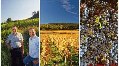 Rossignol Trapet - Biodynamic Excellence in Gevrey Chambertin