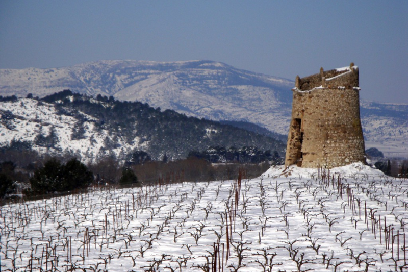 Chateau de Caraguilhes vines in winter