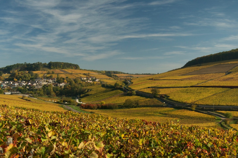 White Burgundy - home banner