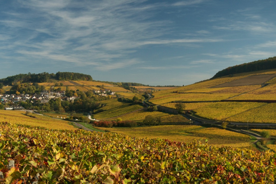 Rapet Vines in Pernand Vergelesses