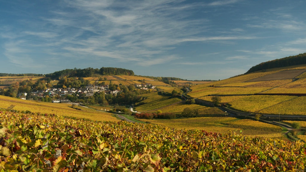 Vines in Pernand Vergelesses, Cote de Beaune